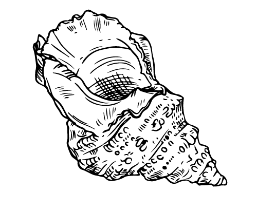 Conch Shell Logo - Symbol of Mavra Psychotherapy